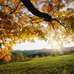 aaaa