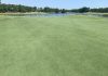 Back on the prowl: A Big Cat reopens following renovations to greens and bunkers The course had been one of just five in the Myrtle Beach market with bentgrass greens.