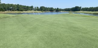 Back on the prowl: A Big Cat reopens following renovations to greens and bunkers The course had been one of just five in the Myrtle Beach market with bentgrass greens.