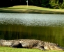 Blackmoor Golf Course